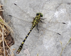 Onychogomphus forcipatus