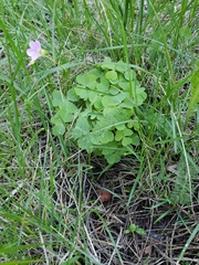 Oxalis metcalfei