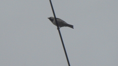 Passer domesticus