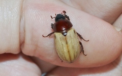 Cyclocephala melanocephala