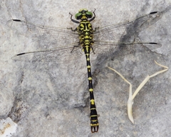 Onychogomphus forcipatus