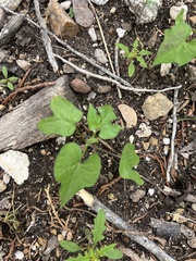Blitum capitatum