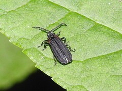 Greenarus thoracicus