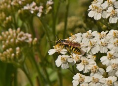 Philanthus crabroniformis