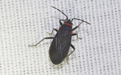 Melacoryphus rubicollis