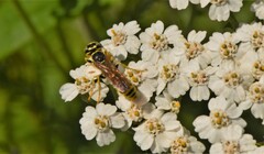 Philanthus crabroniformis