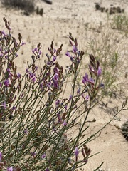 Astragalus coltonii