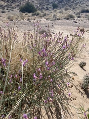 Astragalus coltonii