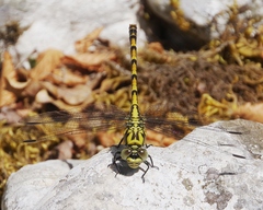 Onychogomphus forcipatus