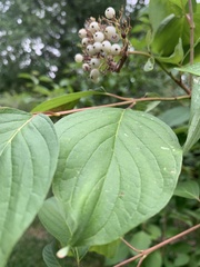 Leptoglossus clypealis