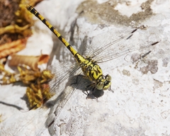 Onychogomphus forcipatus