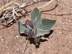 Asclepias ruthiae