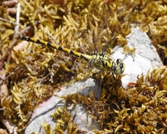 Onychogomphus forcipatus