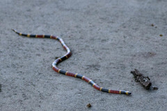 Micrurus tener tener