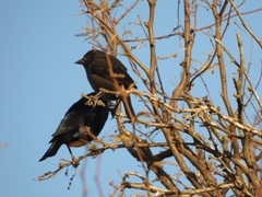 Molothrus rufoaxillaris