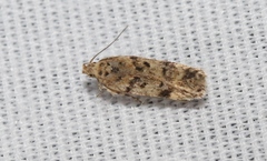 Aroga elaboratella