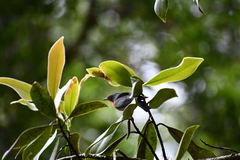 Oreothlypis gutturalis