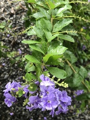 Rotheca myricoides