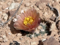 Pediocactus winkleri