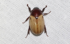 Cyclocephala melanocephala