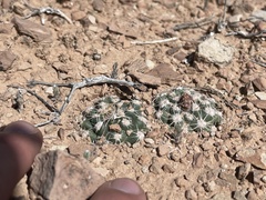 Pediocactus winkleri