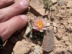 Pediocactus winkleri