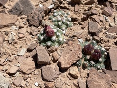Pediocactus winkleri