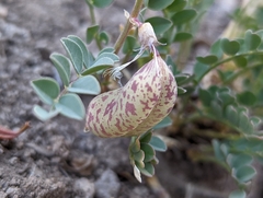 Astragalus oophorus