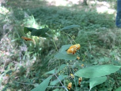 Impatiens capensis