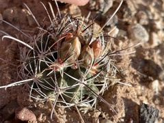Sclerocactus wrightiae