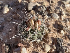 Sclerocactus wrightiae