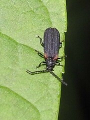Greenarus thoracicus