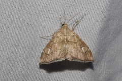 Scybalistodes periculosalis