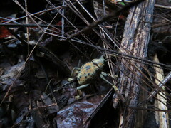 Ozopherus muricatus