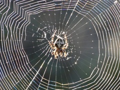 Araneus circe