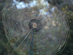 Araneus circe
