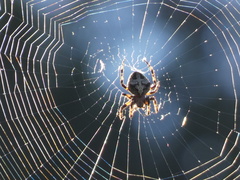 Araneus circe