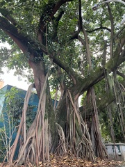 Ficus americana