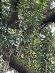 Ficus americana