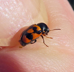 Cryptocephalus anticus