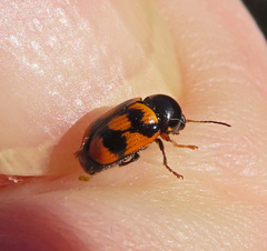 Cryptocephalus anticus