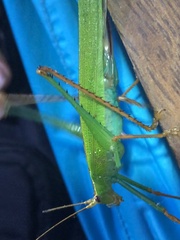 Jimenezia elegans