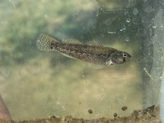 Etheostoma cragini