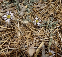 Erigeron breweri jacinteus