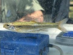 Notropis nubilus