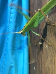 Jimenezia elegans