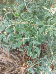 Halimodendron halodendron