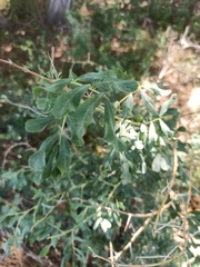 Halimodendron halodendron