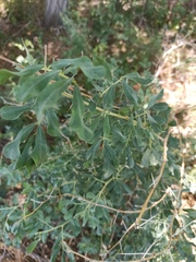 Halimodendron halodendron
