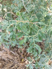 Halimodendron halodendron